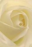 This close-up captures the very soul of a cream-white rose, as if one were nestled among its petals in a quiet Thornton Heath morning. The petals spiral gently outward, evoking a sense of new beginnings like the first light streaming over Melfort Park. Their texture-soft, almost weightless-hints at dew collected in the cool air, and the nuanced shadows between folds bring intimacy and poetry to the image. The atmosphere is peaceful, invoking the same comfort as a thoughtful gesture hand-delivered by a local Thornton Heath Florist. Here, the rose becomes not only a symbol of reverence and sympathy but also one of hope and admiration, its understated scent just perceptible in the imagination. Every handcrafted detail, from the gentle curl of the outer petals to the luminance at its heart, whispers of artistry and intention-perfect for conveying deep respect, comfort in grief, or the celebration of new chapters. In this rose, all the gentle emotion and technical mastery of Thornton Heath's floral tradition come together, ready to bring a moment of serenity or heartfelt connection wherever it arrives.